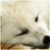 Avatar_lobo