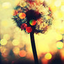 Dandelion_by_l0veshake