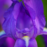 Purple-lady