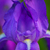 Purple-lady