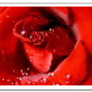 0409240122401trandafir_f