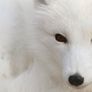 Polar_white_fox_in_snow