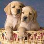 Cuter-lab-puppy-pair