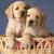 Cuter-lab-puppy-pair