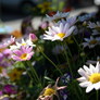 Daisies_2