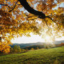 Autumn_leaves
