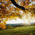 Autumn_leaves