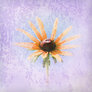 Spring_is_near_by_moon_willow
