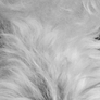 Bear_-_eyes