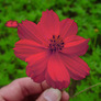 Cosmos_sulphureus_flowers