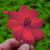Cosmos_sulphureus_flowers