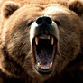 Species-spotlight-grizzly-bear-brown-mouth-open-black-nose-attacking-growling-biting-photo
