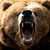 Species-spotlight-grizzly-bear-brown-mouth-open-black-nose-attacking-growling-biting-photo