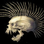 671788calavera_punk