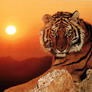Tigre2