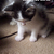 Money_lolcat