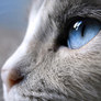 Siam_cat