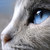Siam_cat