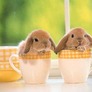 Bunniesincups_1_