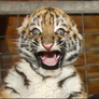 Toothless_tiger
