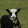 Lambii