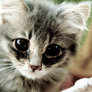 The_cat_with_boots___by_m0thyyku