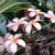 Frangipani_flowers