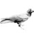 Crow1
