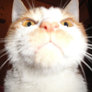 Cat01