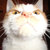Cat01