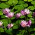 Wasserlilien
