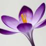 Crocus-flower-petals