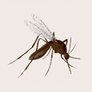 Feast-avatar