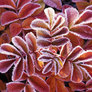Winter_leaves