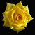 Rosa-google-17-a