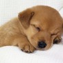 01_cagnolino