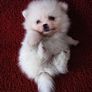 Dont-ya-wish-puppy