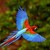 Guacamaya1