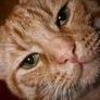 Cat_avatar