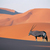 Oryx_antelope