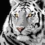 White_tiger