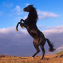 Cheval