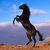 Cheval