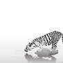 Tiger_on_river