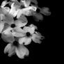 Dogwood_flower_black_white_950