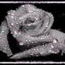 Images_2_