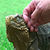 Iguana_4_resized_yt2