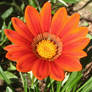Fiore_arancio