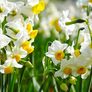 _wallcoo.com__narcissus_flower_wallpaper_015