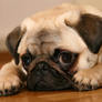 Pug91